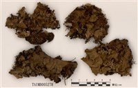 藏品(長根地卷)的圖片